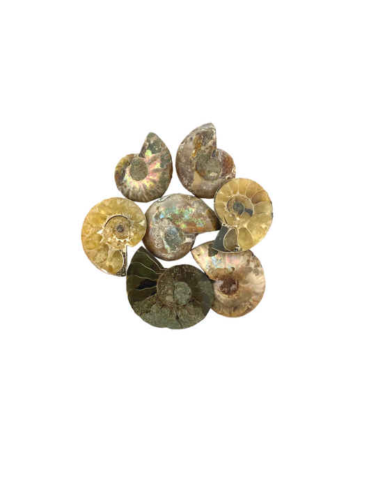 Small Ammonites From Madagascar