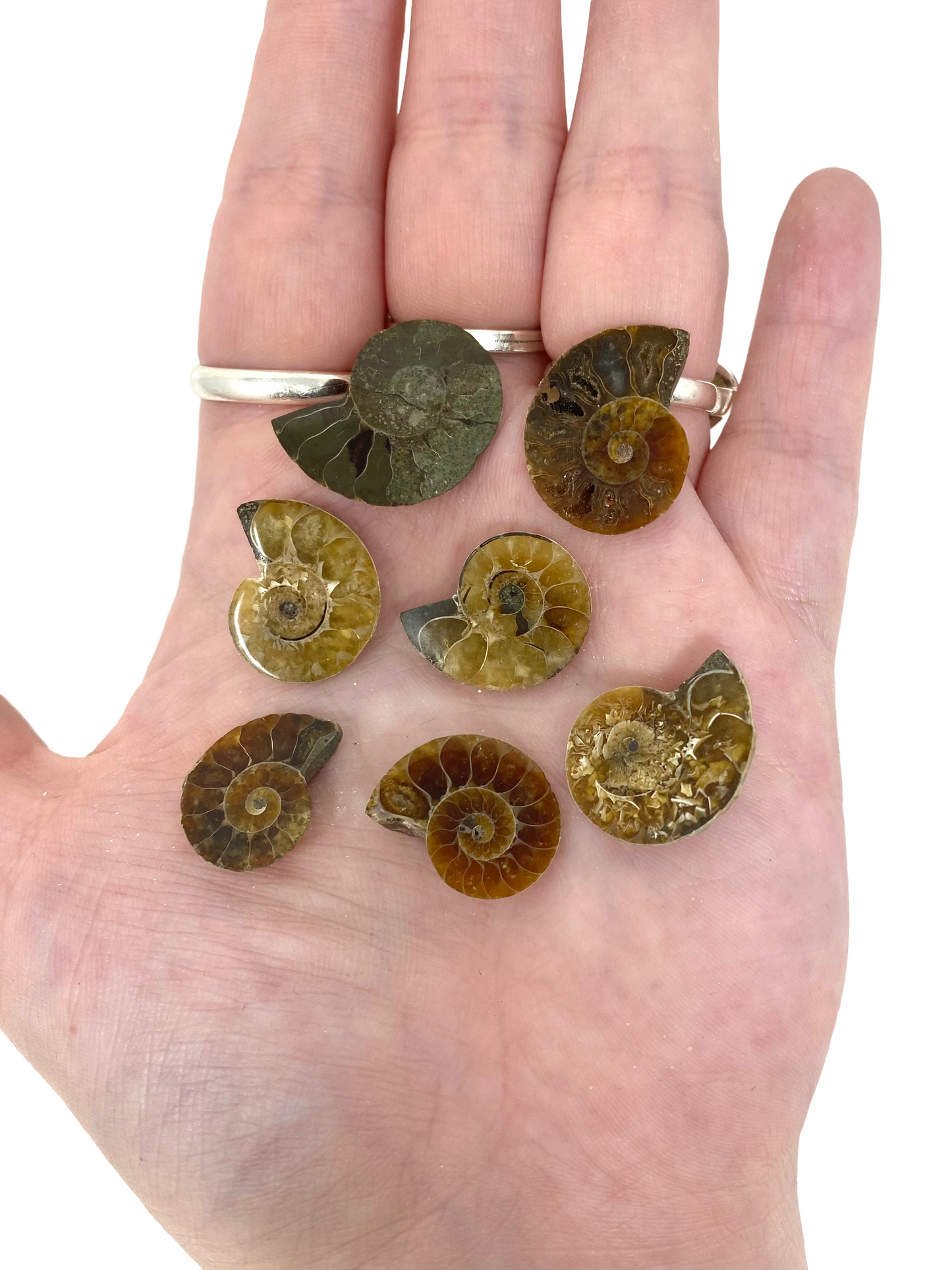 Small Ammonites From Madagascar