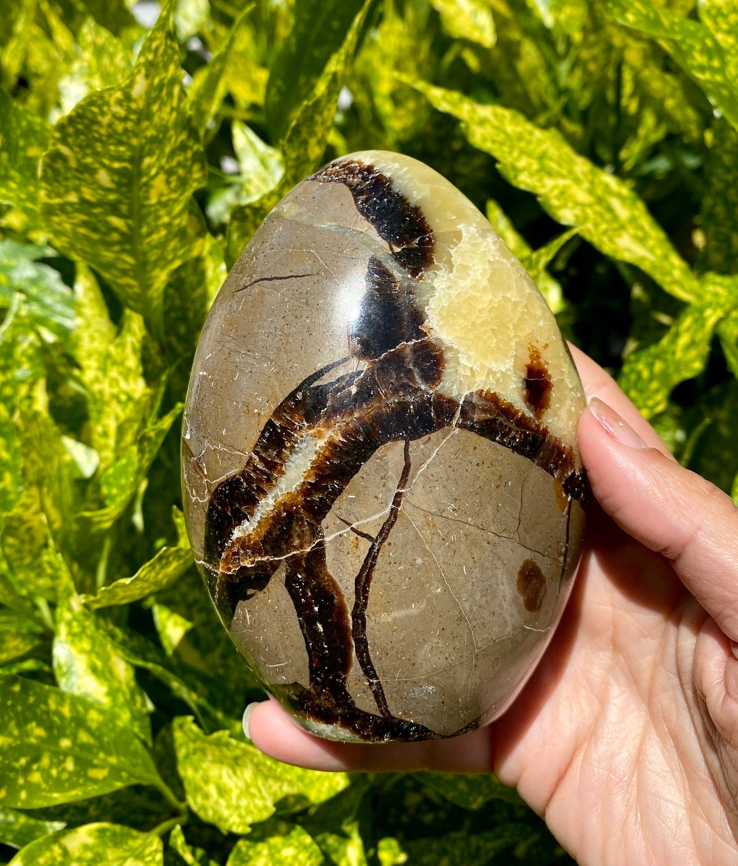 Septarian Dragon Polished Freeform Stone / 1-2 pounds each / Fossilized mud / Supports Confidence Patience and Strength